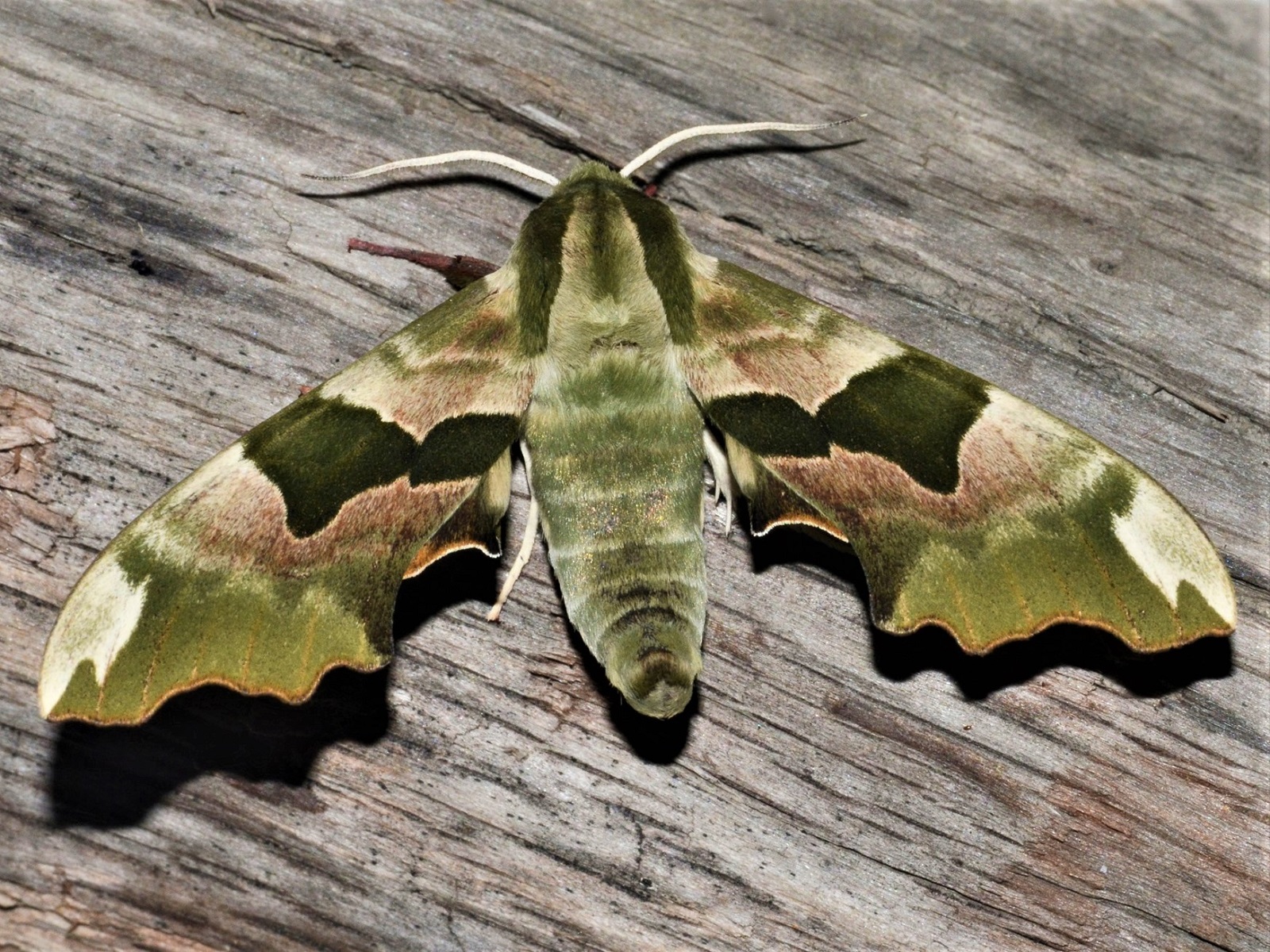 Combien De Temps Vit Un Papillon De Nuit INVENTAIRE PAPILLONS de NUIT - Gorges de Daluis